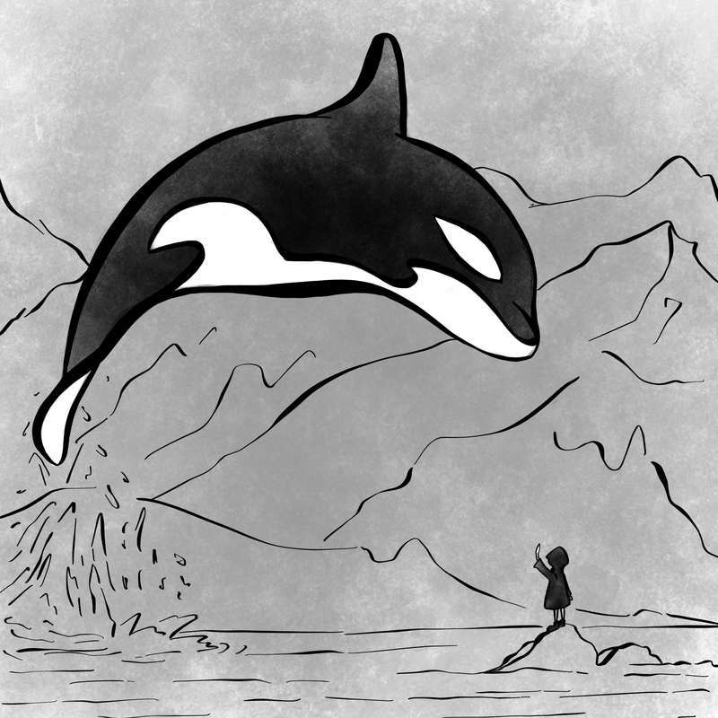 killer whale drawing orca art painting